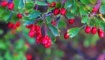 Cranberry: O novo suplemento alimentar da Eleve Life